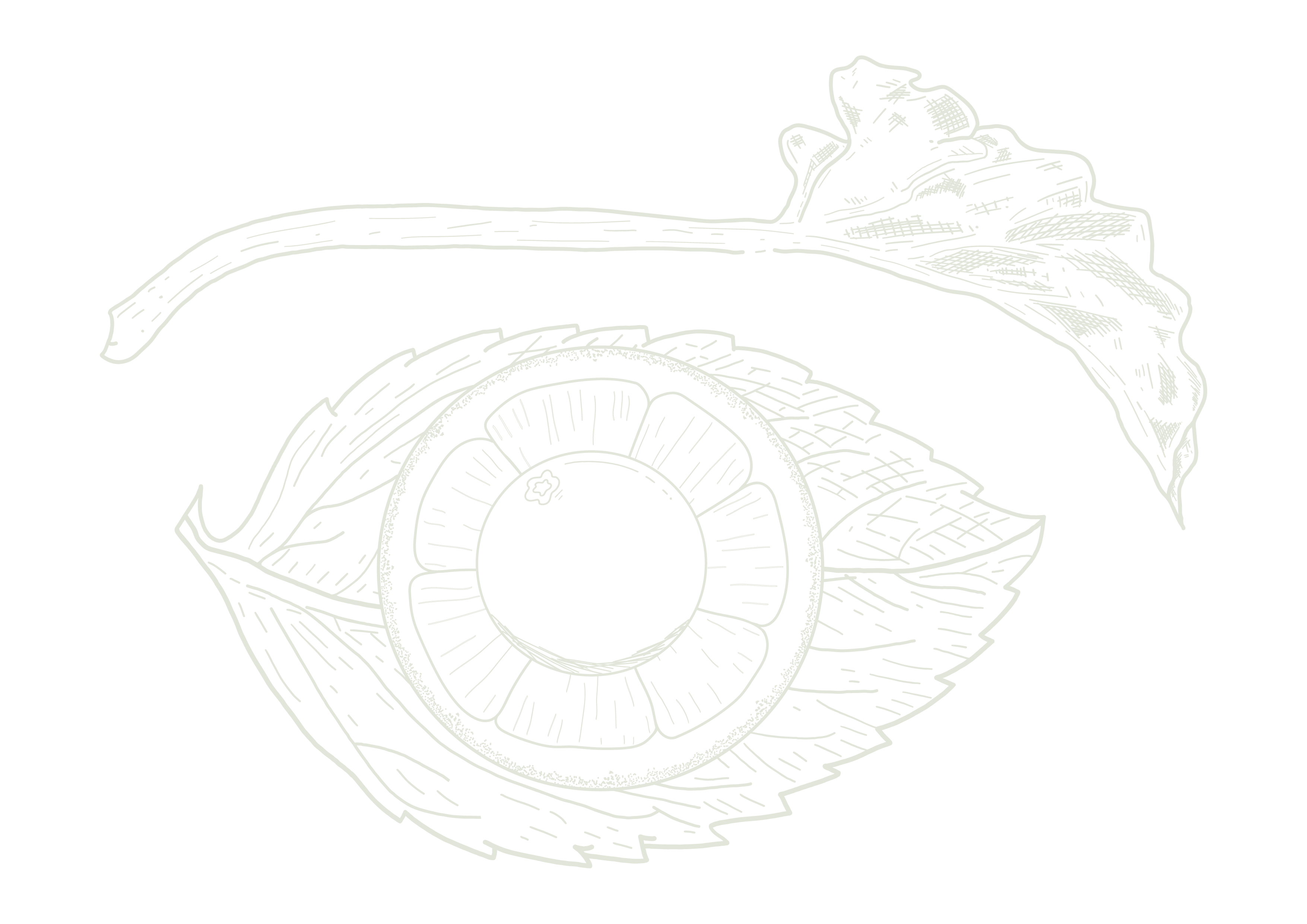 Giugo Auge